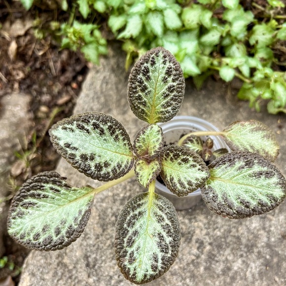 Episcia Cupreata - Picture 1 of 6